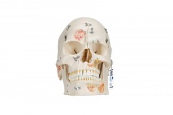 Luksusowy model demonstracyjny czaszki dentystycznej człowieka, 10 części - 3B Smart Anatomy - 1000059 [A27]